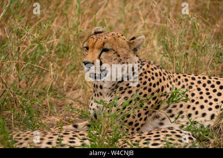 Le Guépard (Acinonyx jubatus) reposant dans l'herbe, un essaim de mouches la harceler Banque D'Images