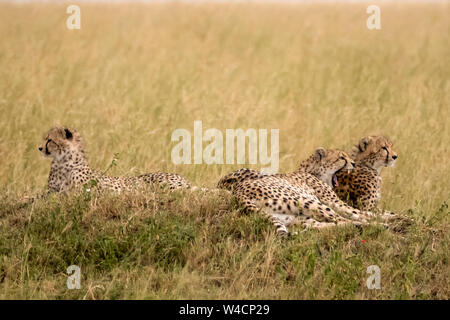 Le Guépard (Acinonyx jubatus) reposant dans l'herbe, un essaim de mouches la harceler Banque D'Images