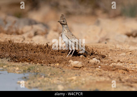 (Galerida cristata Crested Lark) près de l'eau, le cormoran alouettes nichent dans la majeure partie de l'Eurasie tempérée du Portugal vers le nord-est de la Chine et de l'Inde Banque D'Images