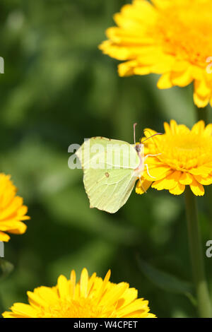 Butterfly (Brimstone) Commune de boire le nectar de fleurs de calendula sur Banque D'Images