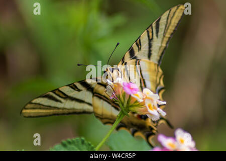 Iphiclides feisthamelii, papillon à queue de cybérique rare Banque D'Images