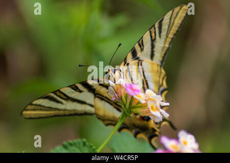 Iphiclides feisthamelii, papillon rare ibérique Banque D'Images