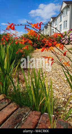 Street View de maisons derrière un jardin avec des fleurs orange vif Lucifer qui fleurit sur une journée ensoleillée. Banque D'Images