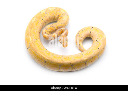 Albino serpent à groin isolé sur fond blanc Banque D'Images