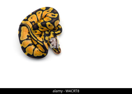 Albino serpent à groin isolé sur fond blanc Banque D'Images