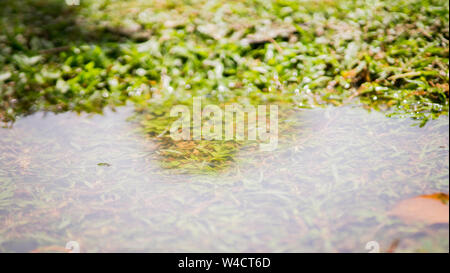 Flaque d'eau dans l'herbe dans un pays tropical, pluie puis soleil. Banque D'Images