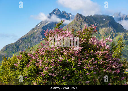 La floraison lilas pourpre commune, Syringa vulgaris avec Trolltinden de montagnes en arrière-plan, Sildpollen, Austvågøy, îles Lofoten, Norvège. Banque D'Images