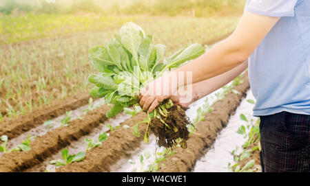 L'agriculteur détient les jeunes plants de choux dans la main. Accroître les légumes organiques. Produits respectueux de l'environnement. L'agriculture et l'élevage. Le jardinage. L'Ukraine, Kher Banque D'Images