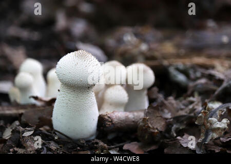 Imperméable aux champignons dans la forêt. Champignons comestibles peu Lisoperdon stick hors de la terre entre les feuilles mortes Banque D'Images