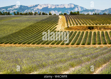 Vue panoramique sur champs de lavande, Montagnac région. Provence-Alpes-Côte d'Azur, France. Banque D'Images