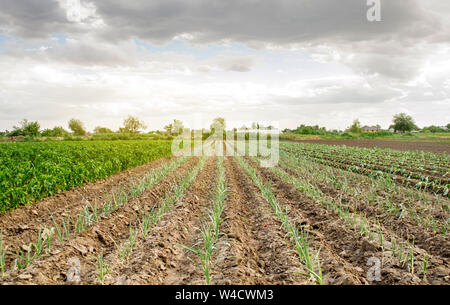 Le poireau, le poivron et les plantations de chou grandir dans un champ sur une journée ensoleillée. Produits respectueux de l'environnement. Accroître les légumes organiques. L'agriculture et l'élevage. Grandes cultures Banque D'Images