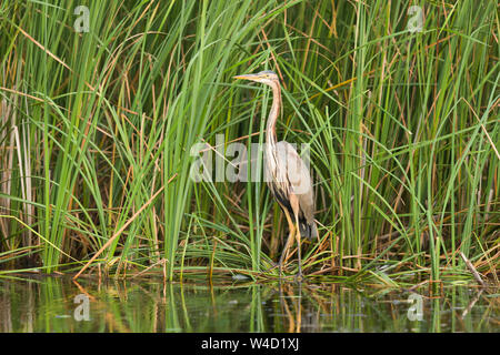 Héron pourpre la pêche dans le Delta du Danube Roumanie Banque D'Images