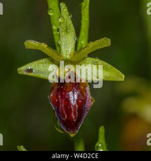 Au début de l'ouest, Spinnenragwurz araignée (Ophrys sphegodes) Banque D'Images