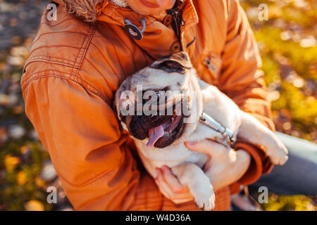 Holding maître chien pug en mains en automne parc. Chiot heureux à la recherche sur l'homme et montrant la langue. Hugging pet Banque D'Images