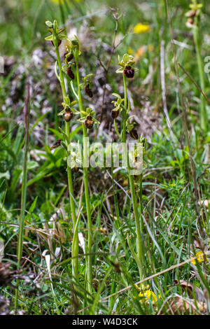 Au début de l'ouest, Spinnenragwurz araignée (Ophrys sphegodes) Banque D'Images