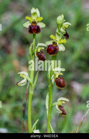 Au début de l'ouest, Spinnenragwurz araignée (Ophrys sphegodes) Banque D'Images