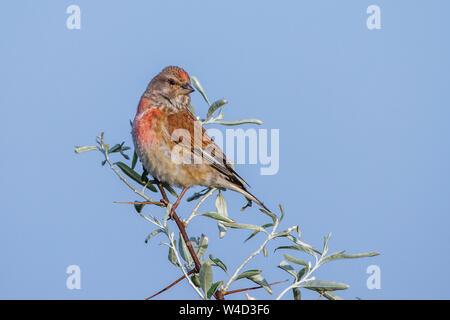 Common linnet Bluthänfling (Carduelis cannabina, Männchen) Banque D'Images