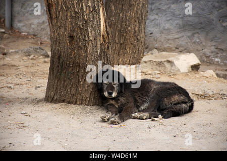 Mastiff tibétain ou Canis lupus familiaris couchage chien vous détendre sur marbre à Leh Ladakh village de Jammu-et-Cachemire, l'Inde à l'heure d'hiver Banque D'Images