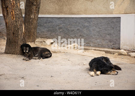 Mastiff tibétain ou Canis lupus familiaris couchage chien vous détendre sur marbre à Leh Ladakh village de Jammu-et-Cachemire, l'Inde à l'heure d'hiver Banque D'Images