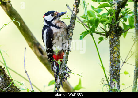 Pic, Buntspecht (Dendrocopos major) Männchen Banque D'Images