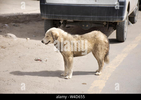 Mastiff tibétain ou Canis lupus familiaris couchage chien vous détendre sur marbre à Leh Ladakh village de Jammu-et-Cachemire, l'Inde à l'heure d'hiver Banque D'Images