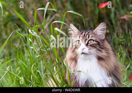 Chat norvégien dans les hautes herbes Banque D'Images