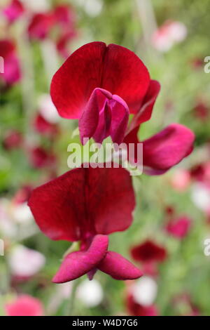 Lathyrus odoratus 'Black Knight' pois affichage sombre caractéristique des fleurs. Juillet, UK Banque D'Images