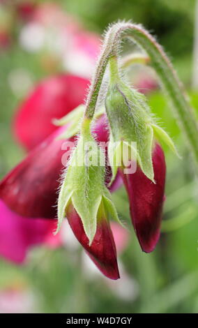 Lathyrus odoratus 'Black Knight' pois affichage sombre caractéristique des fleurs. Juillet, UK Banque D'Images