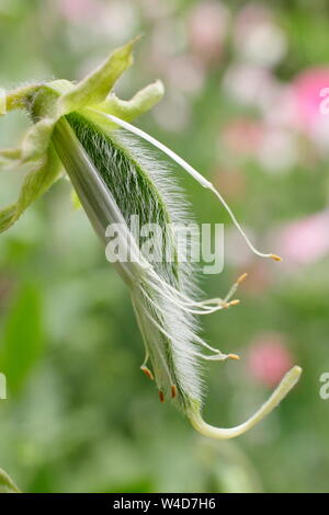 Lathyrus odoratus 'Painted Lady'. Sweet pea seed pod prêt à vide pour prolonger la floraison. Banque D'Images