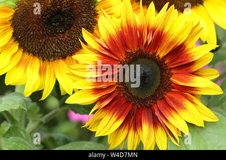 Helianthus annuus 'Firecracker' tournesols nains de jardin en juillet à la frontière. UK Banque D'Images