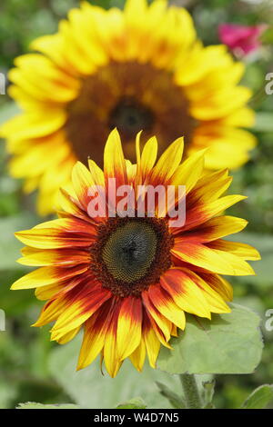 Helianthus annuus 'Firecracker' tournesols nains de jardin en juillet à la frontière. UK Banque D'Images