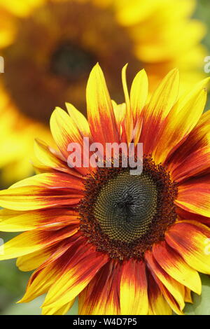 Helianthus annuus 'Firecracker' tournesols nains de jardin en juillet à la frontière. UK Banque D'Images