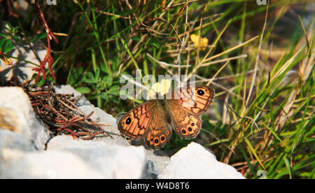 Papillon Orange ou papillon sur fleur jaune Banque D'Images