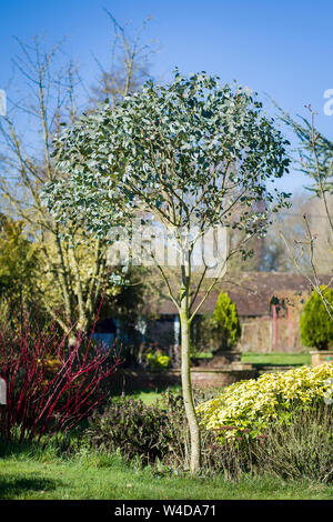 Un jeune arbre Eucalyptus gunnii formés comme un petit échantillon avec une balle-siège dans un jardin Anglais UK Banque D'Images