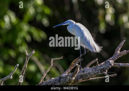 L'aigrette garzette, Silberreiher, Grande aigrette, aigrette commune, Casmerodius albus, Seidenreiher (Egretta garzetta) Banque D'Images