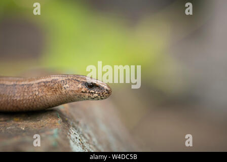 Slowworm ; Anguis fragilis,au milieu de l'été dans le Buckinghamshire Banque D'Images