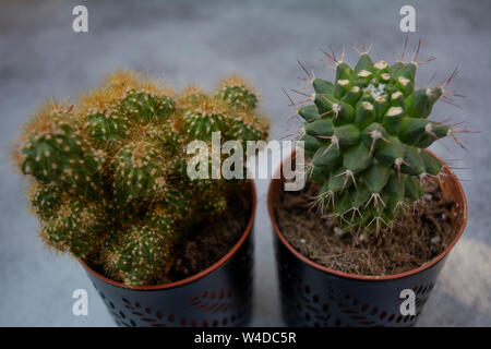 Deux cactus placés les uns à côté des autres sur un fond gris à l'intérieur. Banque D'Images