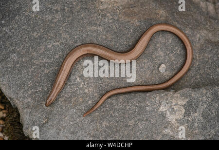 Slowworm ; Anguis fragilis,au milieu de l'été dans le Buckinghamshire Banque D'Images