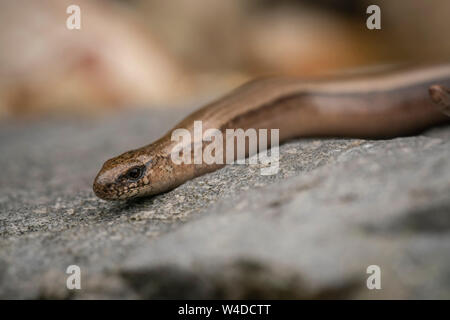 Slowworm ; Anguis fragilis,au milieu de l'été dans le Buckinghamshire Banque D'Images