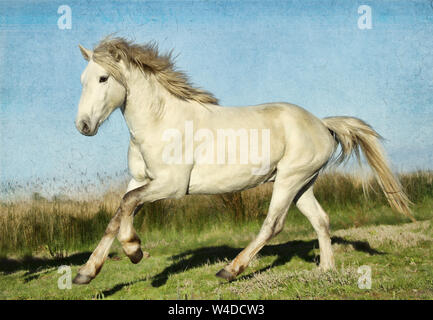 La Camargue en France est célèbre pour ses magnifiques chevaux blancs. Étonnamment, les poulains sont noir quand né et lentement devenir blanc comme ils mûrissent. Banque D'Images