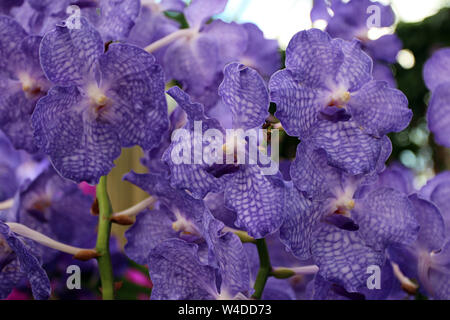 Close up et soft focus d'un groupe d'orchidées Vanda coerulea violet avec un arrière-plan flou Banque D'Images