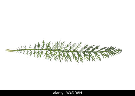 Schafgarbe, Gewöhnliche Schafgarbe, Wiesen-Schafgarbe, Schafgabe, Achillea millefolium, l'achillée millefeuille, millefeuille achillée millefeuille, commune, la millefeuille. Banque D'Images