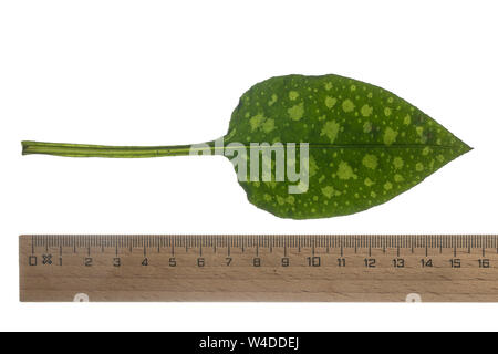 Lungenkraut Kleingeflecktes Lungenkraut Echtes, Geflecktes Lungenkraut Lungenkraut, Pulmonaria officinalis,,,, herbe, herbe commune, Mary's tears, Banque D'Images