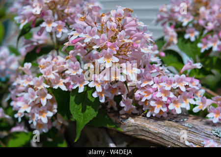 Close up detail des fleurs de l'arbuste à l'ancienne la beauté bush ou Linnaea amabilis et savent parfois comme Kolkwitzia amabilis. Banque D'Images