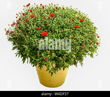 Chrysanthème jaune rouge ib pot, isolé sur blanc Banque D'Images