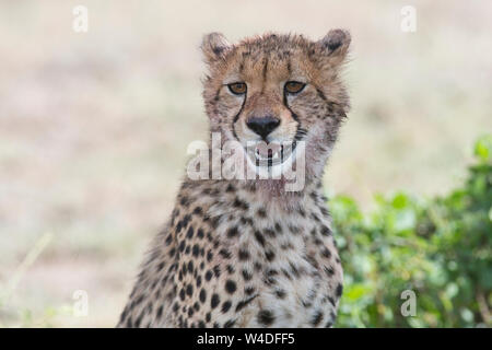 Juvenile Guépard (Acinonyx jubatus), environ 9 à 12 mois Banque D'Images