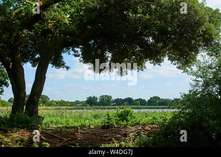 Réserve naturelle des zones humides près de Woodberry Stoke Newington, au nord de Londres, Royaume-Uni en été Banque D'Images