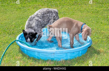 Deux chiens jouant dans une piscine pour enfants, d'une plongée la tête sous l'eau, l'autre regardant les éclaboussures ; les deux se refroidir sur une chaude journée Banque D'Images