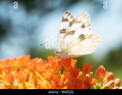 Papillon blanc à carreaux ensoleillées sur l'alimentation une orange fleur Asclepias tuberosa Banque D'Images