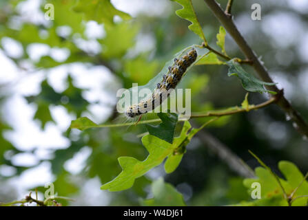 Allemagne, Caterpillar chenille processionnaire du chêne lat. Thaumetopoea processionea est une espèce dont les chenilles peuvent être trouvés dans les forêts de chêne, où ils se nourrissent de feuilles de chêne, causant des dommages importants et leurs poils est nocif pour l'homme / Deutschland, Berlin, des Eichenprozessionsspinner Eichen-Prozessionsspinner Raupe, Thaumetopoea processionea () befaellt Brennhaare eine junge Eiche, der Raupe können beim Menschen und eine andere Allergien auslösen Raupendermatitis Banque D'Images